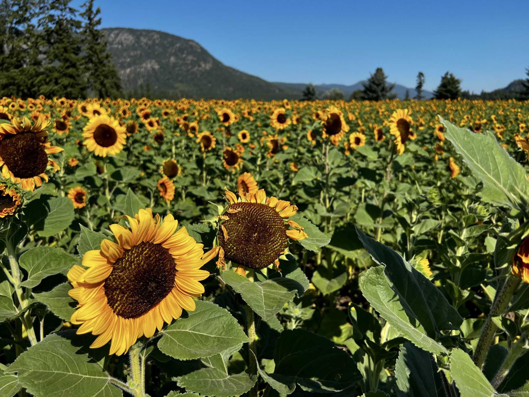 Field of Solana Number 12 sunflowers at a flower farm in August 2022 – photo by Mary Jane Duford